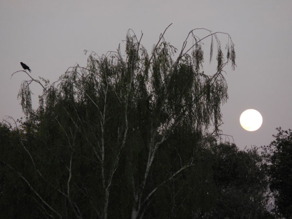 Petaluma moonrise